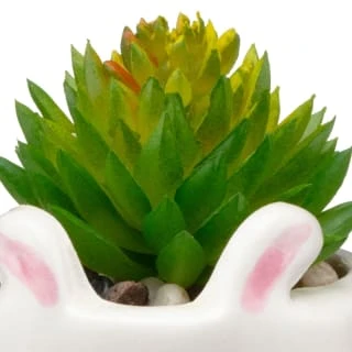 B&M Mini Succulent - Panda - Image 2